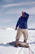Inuit hunter Qaavigannguaq, skins a seal. He wears polar bear pants and sealskin kamik. NW Greenland.