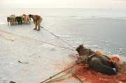 Dogs are used to haul a 1000lb walrus onto the sea ice. North Greenland.
