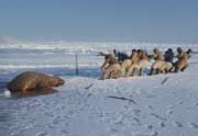 Inuit hunters work together as a team to haul a dead walrus onto the sea ice. Northwest Greenland