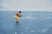Inuit hunter, Peter Peary, on very thin seaice harpoons a walrus. Siorapaluk, N.W.Greenland.
