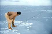 Inuit hunter, Peter Peary, on new sea ice holds a line to a walrus he harpooned. Siorapaluk, N.W. Greenland.