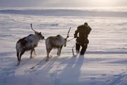 Grisha Rahtyn, a Chukchi reindeer herder, leading two of his draught animals. Chukotskiy Peninsula, Chukotka, Siberia, Russia