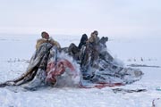 Chukchi reindeer herders prepare to put the cover on a Yaranga (traditional tent). Chukotskiy Peninsula, Chukotka, Siberia, Russia
