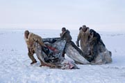 Chukchi reindeer herders prepare to put the cover on a Yaranga (traditional tent). Chukotskiy Peninsula, Chukotka, Siberia, Russia