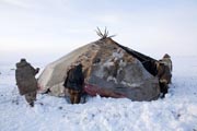 Chukchi reindeer herders putting the cover on a Yaranga (traditional tent). Chukotskiy Peninsula, Chukotka, Siberia, Russia