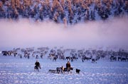 E'ven herders with their reindeer at their winter pastures near Verkhoyansk. Yakutia, Siberia, Russia.