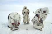 Nenets men check their fish net set under the ice on a lake in the Gydan Peninsula. W.Siberia, Russia.
