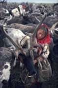 Young Nenets woman harnesses draught reindeer in a corral at their summer pastures. Yamal. Siberia. Russia.