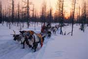 A Nenets girl drives a train of reindeer sleds through a forest on the Spring migration. Yamal, Siberia.