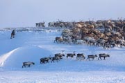 A Chukchi man driving a herd of reindeer along a ridge near their winter pastures on the Chukotskiy Peninsula. Chukotka, Siberia, Russia