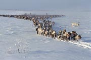 Herders and their reindeer travelling across the tundra in Khanty Mansiysk, W. Siberia, Russia