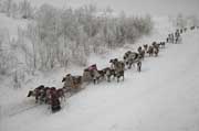 Nenets woman leads a train of reindeer sleds down the icy banks of the River Ob. Yamal, Siberia, Russia