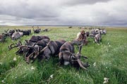 Nenets draught reindeer graze on sedges during a rest stop at the start of their autumn migration. Bovanenkovo. Yamal Peninsula. Siberia. Russia